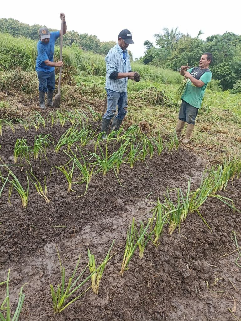 Criminalización del campesinado es un ataque a la herencia agraria de la Revolución Bolivariana – La Tabla Blog